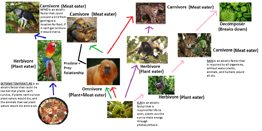 Tropical Rainforest Food Chain In The Tropical Rainforest